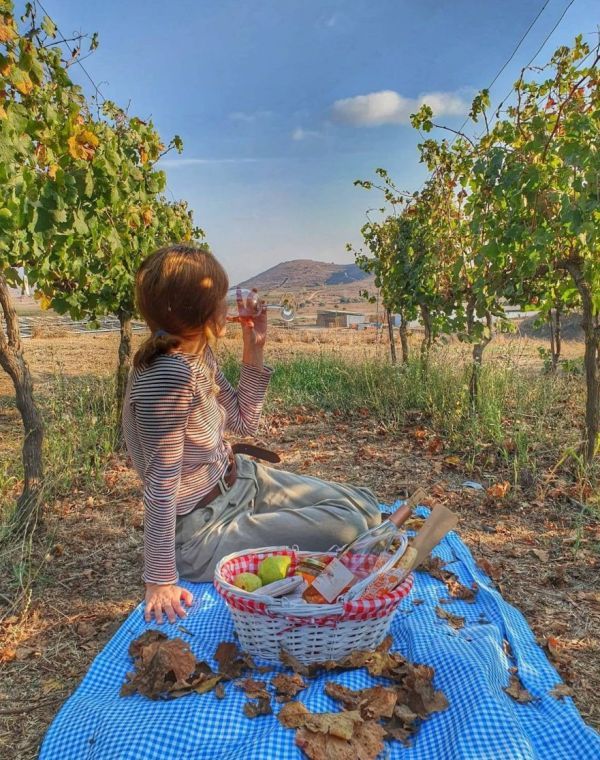 תמונה של יין של שבת: 10 יקבים שפתוחים גם בשבת - למטייל בישראל (טיולי)